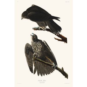 John James Audubon Birds of America Plate 196 Labrador Falcon Giclée Print