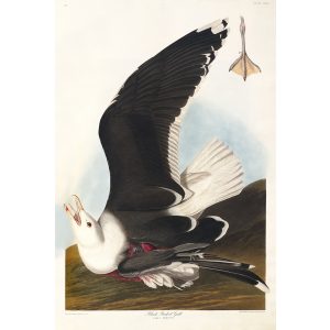 John James Audubon Birds of America Plate 241 Black Backed Gull Giclée Print