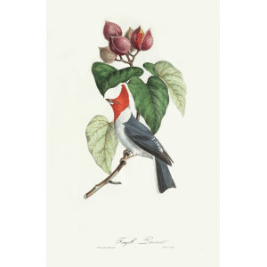 Fringille Paroare. Jean-Théodore Descourtilz – Brilliant Birds of Brazil or Oiseau Brillans du Brésil – Heritage Prints – Museum Quality Giclee Prints