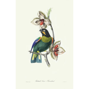 Psittacule Caica-Barraband. Théodore Descourtilz – Brilliant Birds of Brazil or Oiseau Brillans du Brésil – Heritage Prints – Museum Quality Giclee Prints