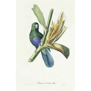 Perroquet à Ventre bleu. Théodore Descourtilz – Brilliant Birds of Brazil or Oiseau Brillans du Brésil – Heritage Prints – Museum Quality Giclee Prints