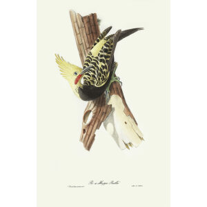 Pie à Huppe Paillée. Théodore Descourtilz – Brilliant Birds of Brazil or Oiseau Brillans du Brésil – Heritage Prints – Museum Quality Giclee Prints