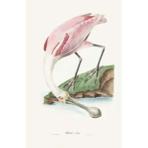 Spatulé Ajarit. Théodore Descourtilz – Brilliant Birds of Brazil or Oiseau Brillans du Brésil – Heritage Prints – Museum Quality Giclee Prints