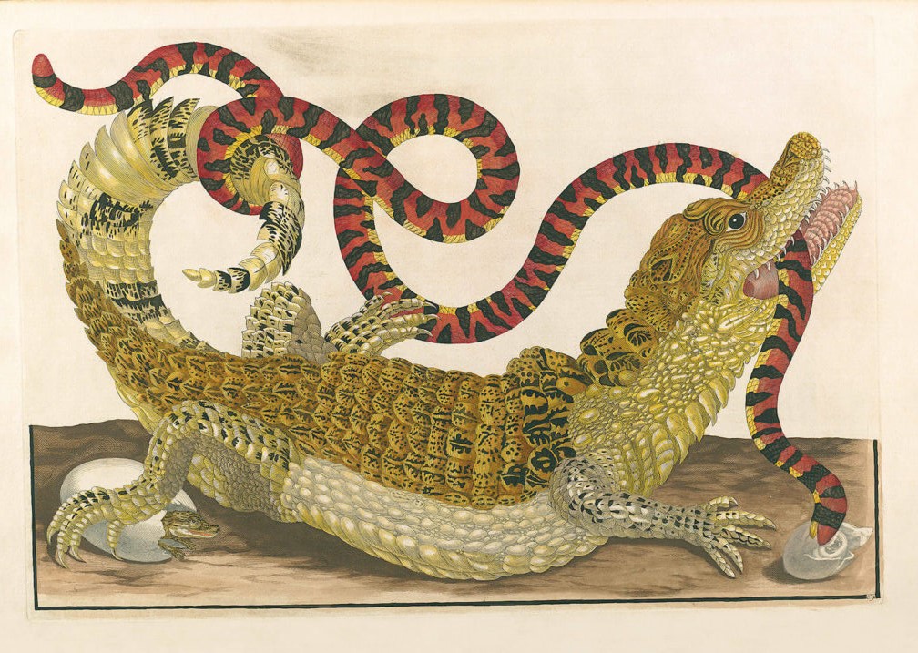Caiman - Maria Sibylla Merian - Metamorphosis insectorum Surinamensium (2nd edition) – Museum quality giclee print by Heritage Prints