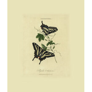 Donovan - New Holland Lepidoptera Papilio Antinous. Giclee Print