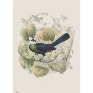 Schlegel-De Toerako's. Musophaga Leucolopha. Giclee Print White crested Turaco