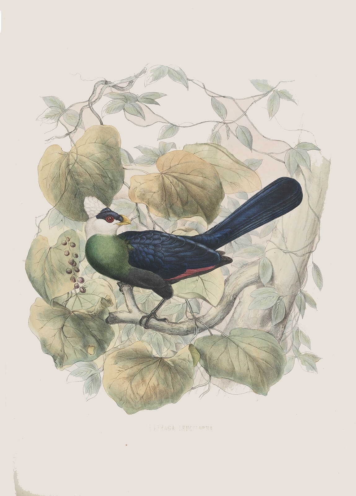 Schlegel-De Toerako's. Musophaga Leucolopha. Giclee Print White crested Turaco