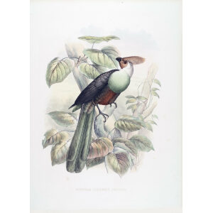 Schlegel De Toerako's. Musophaga (Schzorchis) Personata. Giclee Print Bare-faced Go-away-bird