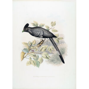 Schlegel- De Toerako's. Musophaga (Schzorchis) Leucogastra. Giclee Print White bellied Go-away-bird