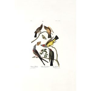 John James Audubon Birds of America Plate 359 Arkansaw Flycatcher Giclée Print