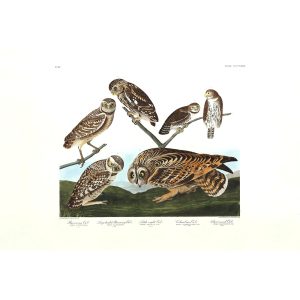 John James Audubon Birds of America Plate 432 Burrowing Owl. Giclée Print