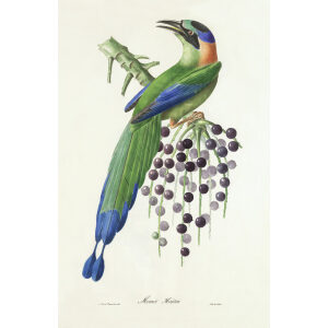 Momot Hoûtou. Théodore Descourtilz – Brilliant Birds of Brazil or Oiseau Brillans du Brésil – Heritage Prints – Museum Quality Giclee Prints