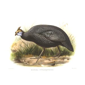 Abyssinian Guinea-fowl. Daniel Giraud Elliot - Family of the Pheasants. Museum Quality Giclee Print by Heritage Prints.
