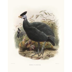 Cassin’s Guinea-fowl. Daniel Giraud Elliot - Family of the Pheasants. Museum Quality Giclee Print by Heritage Prints.