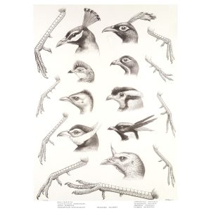 Generic Characters by Joseph Smit. Daniel Giraud Elliot. A Monograph of the Phasianidae or A Family of Pheasants. Museum quality Giclee print