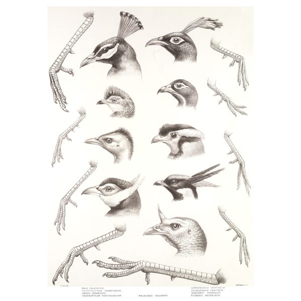 Generic Characters by Joseph Smit. Daniel Giraud Elliot. A Monograph of the Phasianidae or A Family of Pheasants. Museum quality Giclee print