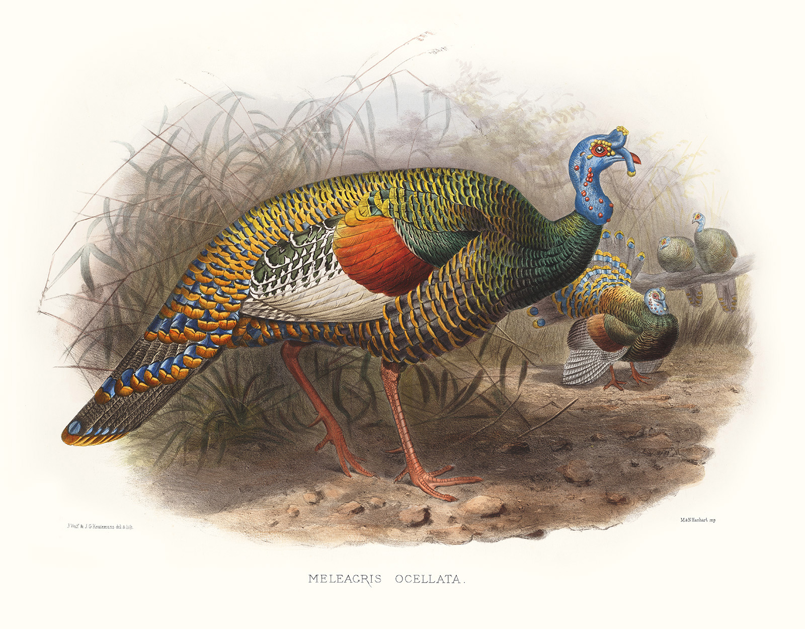 Ocellated Turkey. Daniel Giraud Elliot - Family of the Pheasants. Museum Quality Giclee Print by Heritage Prints.