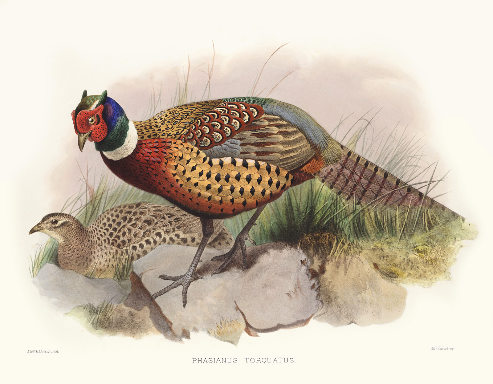 Ring necked Pheasant. Part 1 of 2 - YouTube