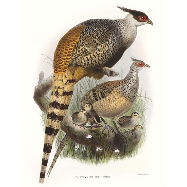 Wallich’s Pheasant. Daniel Giraud Elliot - Family of the Pheasants. Museum Quality Giclee Print by Heritage Prints.