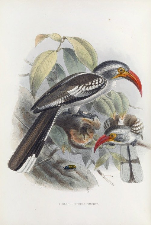 Tockus erythrorynchus Print artist: Johannes Gerardus Keulemans. Daniel Giraud Elliot - Family of the Hornbills. Giclee Print by Heritage Prints.