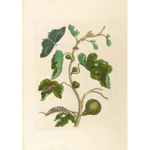 Fig (1) - Maria Sibylla Merian - Metamorphosis insectorum Surinamensium (2nd edition) – Museum quality giclee print by Heritage Prints