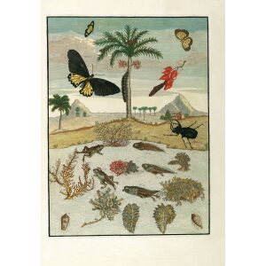 Merian 72 Stag Beetle, Palm Tree