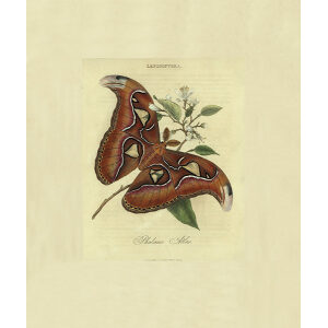 Donovan - China - Lepidoptera Papilio Oenone. Insects of China, India and New Holland (Australia). Giclee Print