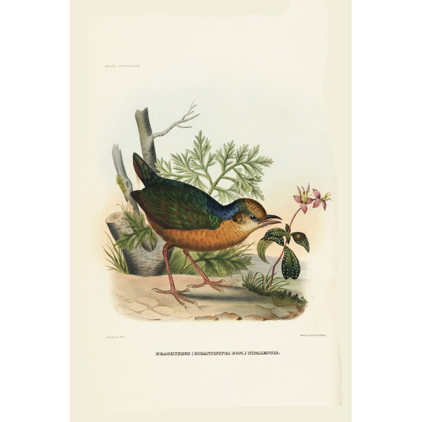 Nepal Pitta 003 by Paul Louis Oudart Daniel Giraud Elliot - A Monograph of the Pittidae, or Family of Ant Thrushes. Museum quality giclee print