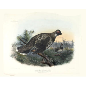 Hartlaubs Spruce Grouse. Plate 11. Daniel Giraud Elliot. Family of the Grouse. Giclee Print