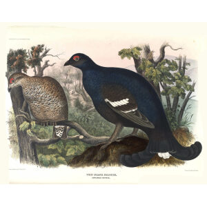 The Black Grouse. Plate 12. Daniel Giraud Elliot. Family of the Grouse. Giclee Print