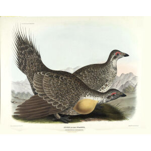 Cock of the Plains. Plate 13. Daniel Giraud Elliot. Family of the Grouse. Giclee Print