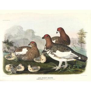 Willow Grouse, Summer Plumage, Adults and Young. Plate 17. Daniel Giraud Elliot Family of the Grouse. Giclee Print by Heritage Prints