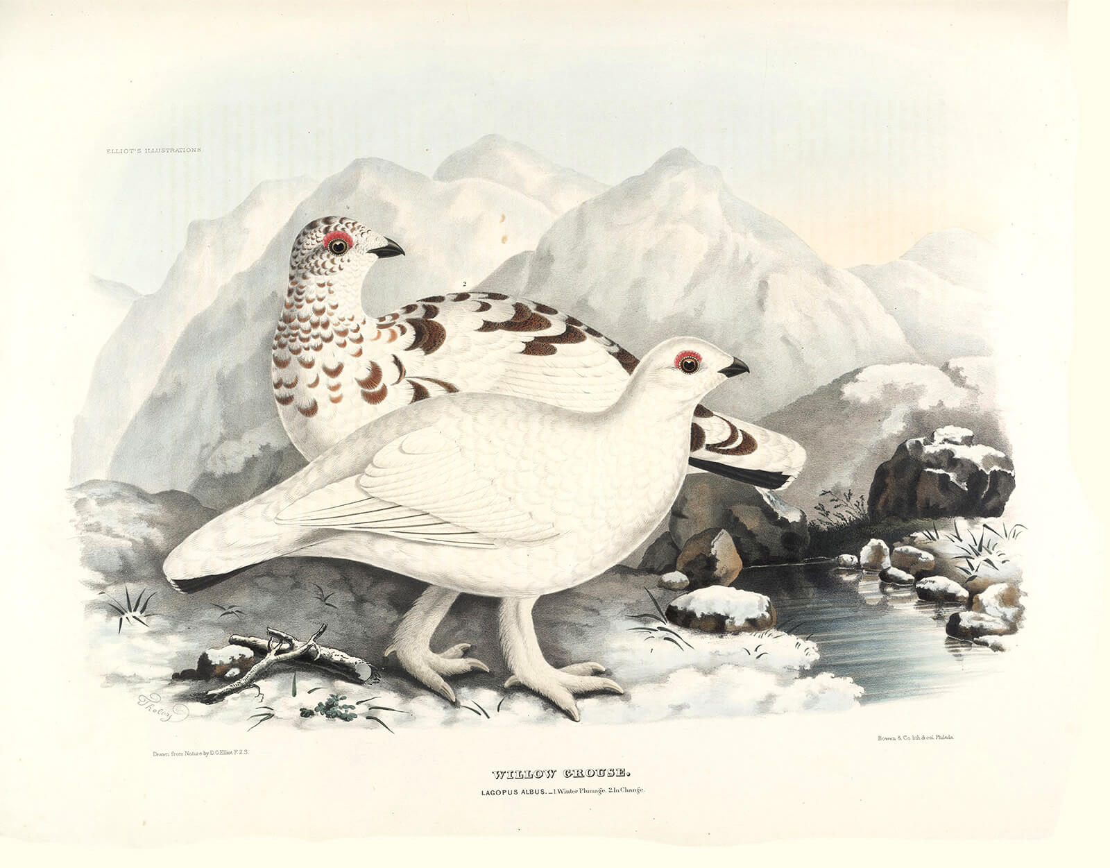 Willow Grouse, Winter Plumage. Plate 18. Daniel Giraud Elliot. Family of the Grouse. Giclee Print
