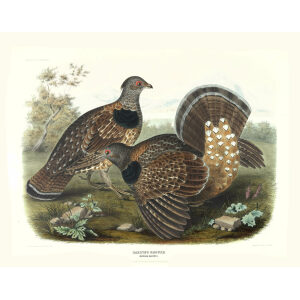 Sabines Grouse. Plate 03. Daniel Giraud Elliot. Family of the Grouse. Giclee Print