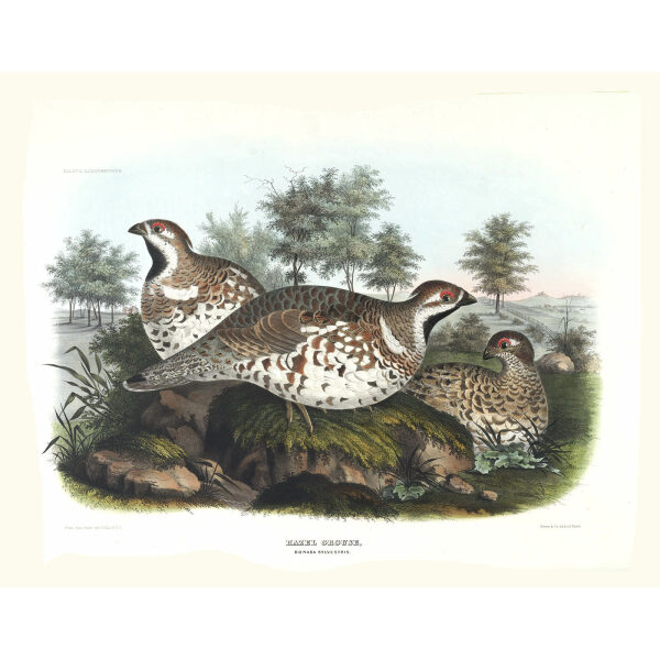 Hazal Grouse. Plate 04. Daniel Giraud Elliot. Family of the Grouse. Giclee Print