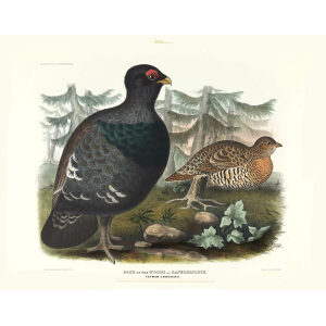Cock of the Woods. Plate 05. Daniel Giraud Elliot. Family of the Grouse. Giclee Print