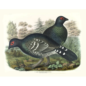 Allied Cock of the Woods. Plate 06. Daniel Giraud Elliot. Family of the Grouse. Giclee Print