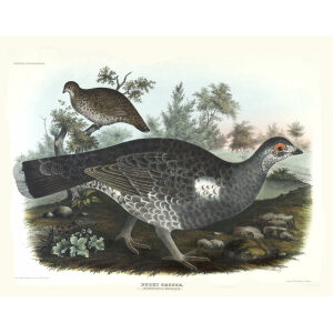 Dusky Grouse. Plate 07. Daniel Giraud Elliot. Family of the Grouse. Giclee Print