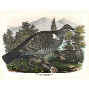 Richardsons Grouse. Plate 08. Daniel Giraud Elliot. Family of the Grouse. Giclee Print