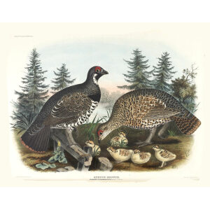 Spruce Grouse. Plate 09. Daniel Giraud Elliot. Family of the Grouse. Giclee Print