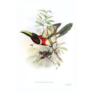 Sturm's Aracari - John Gould - Family of toucans - Museum quality giclee prints