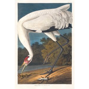 Audubon Birds of America. Whooping Crane, Plate 226. Museum quality giclee print. Heritage Prints