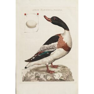 Bergeend by Cornelius Nozeman. Nederlandsche Vogelen or Dutch Birds. Museum quality Facsimile giclee print. Certificate of authenticity included. Limited edition.