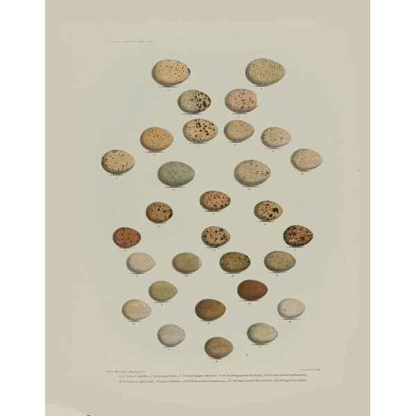 Daniel Elliot Family of the grouse - Plate 26 - Eggs by W. Morgan. Museum quality giclee print