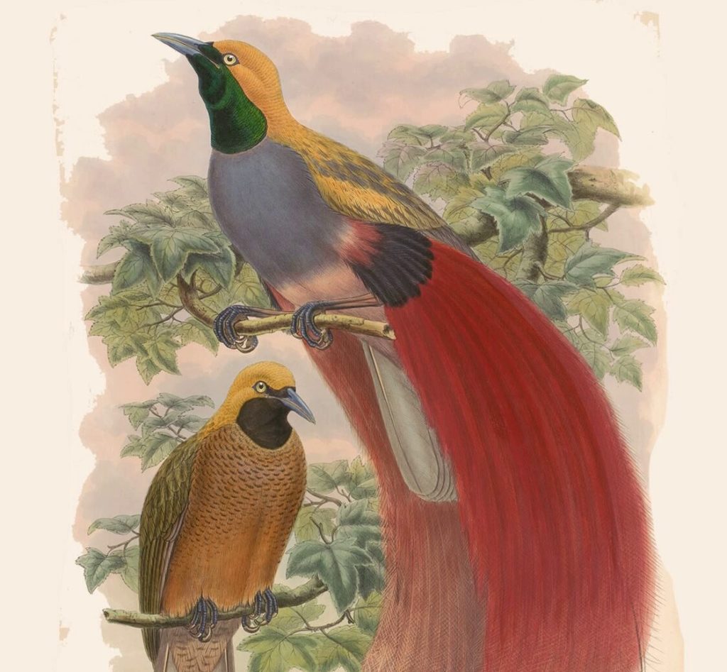 Heritage Prints is a Fine Art Studio that focuses on historic giclée prints. Complete set Birds of New Guinea and the adjacent Papuan Islands - John Gold