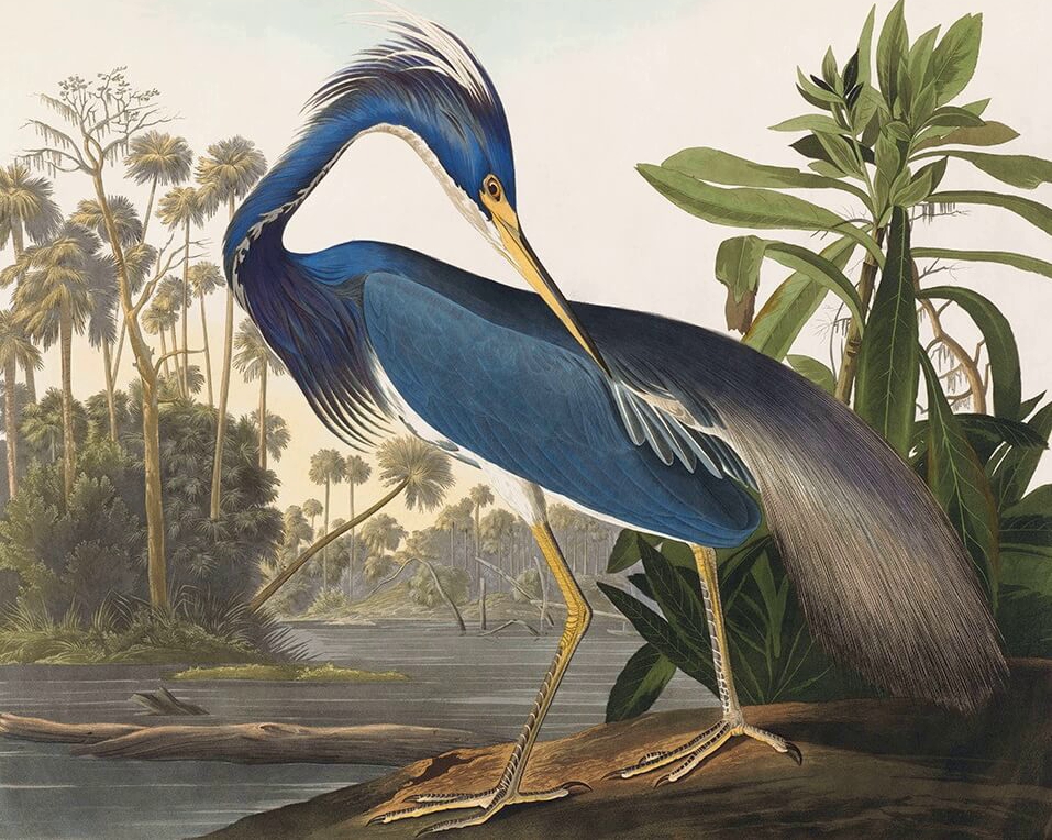 Heritage Prints is a Fine Art Studio that focuses on historic giclée prints. Complete set Birds of America - John James Audubon