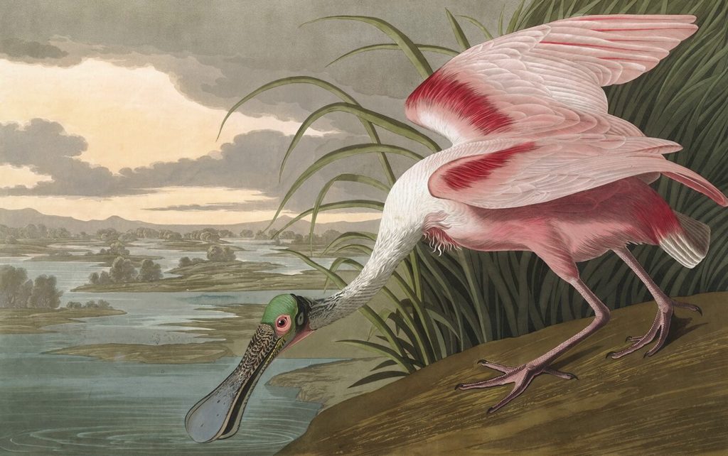 Heritage Prints is a Fine Art Studio that focuses on historic giclée prints. Complete set Birds of America - John James Audubon