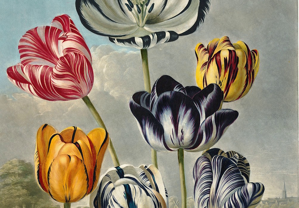 Tulips by Robert Thornton – Temple of Flora, or Garden of Nature – Museum Quality Giclee Print – Heritage Prints Facsimile
