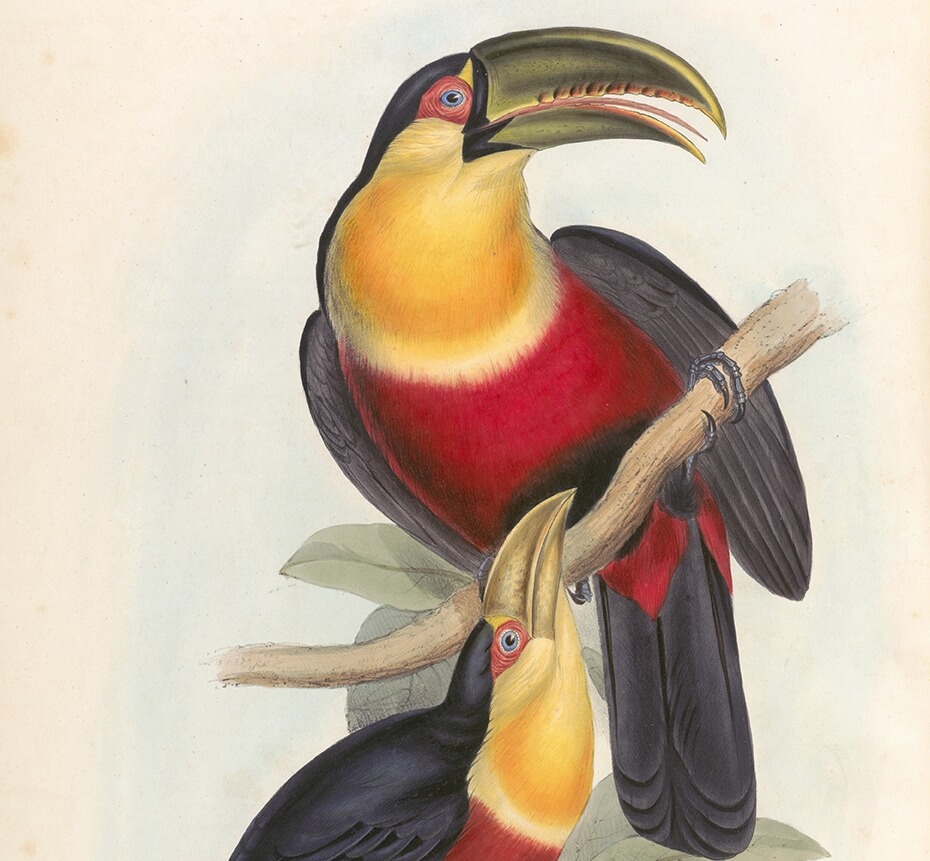 Red Breasted Toucan John Gould A Monograph of Ramphastidae or Family of Toucans Plate 003 Museum quality giclee print