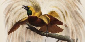 Birds of Paradise | Daniel Giraud Elliot | Set of 36 high quality giclee prints